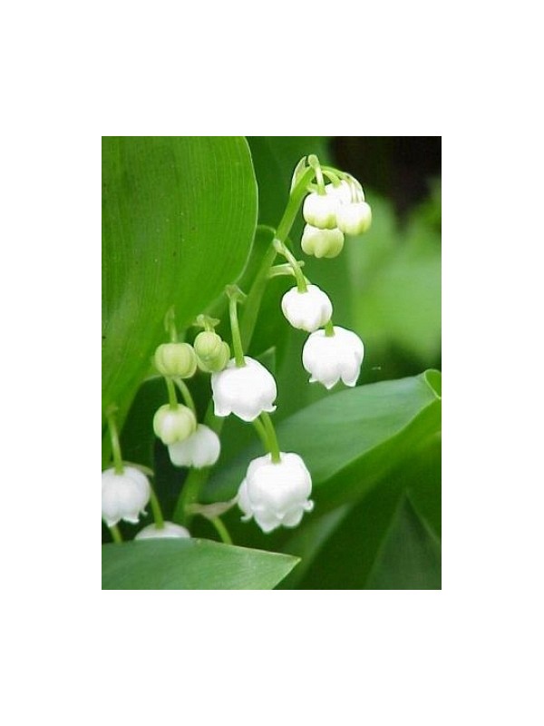 LILY OF THE VALLEY perfume oil